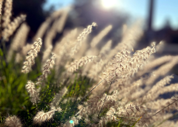 home urine test | home saliva test