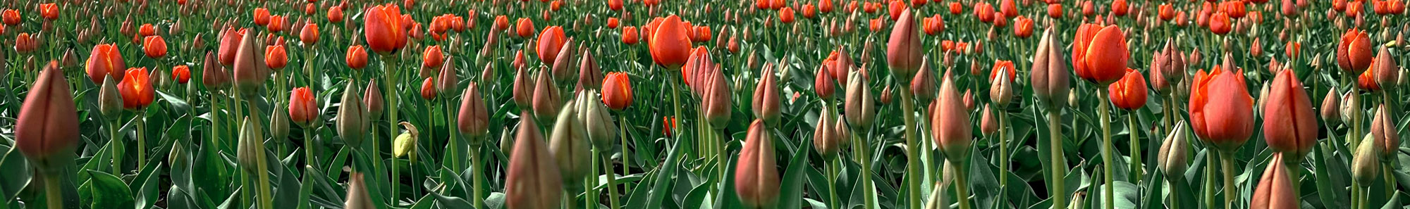 tulips
